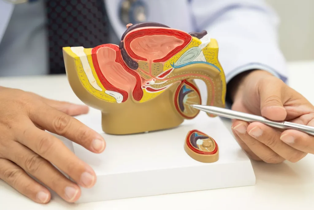USG Jąder Gdańsk - Alfa Clinic Centrum Medyczne (Radiologia)