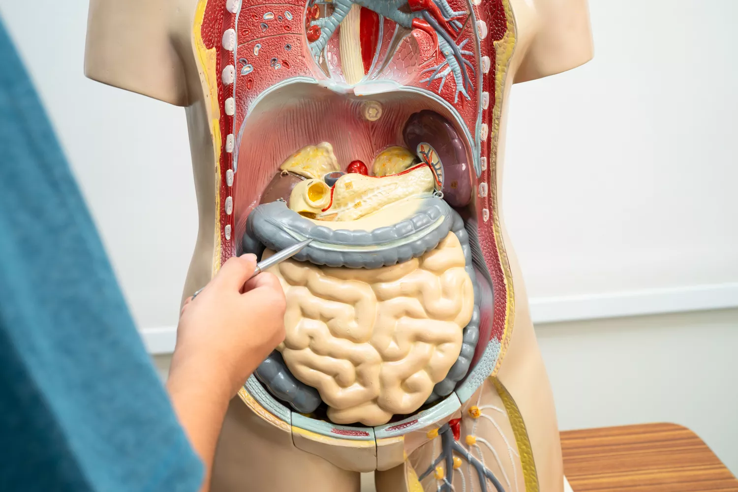 Diagnostyka chorób przewodu pokarmowego Gdańsk - Alfa Clinic Centrum Medyczne (Gastroenterologia)