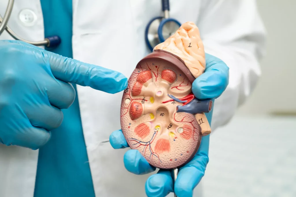 Diagnostyka i leczenie kamicy moczowej Gdańsk - Alfa Clinic Centrum Medyczne (Urologia)