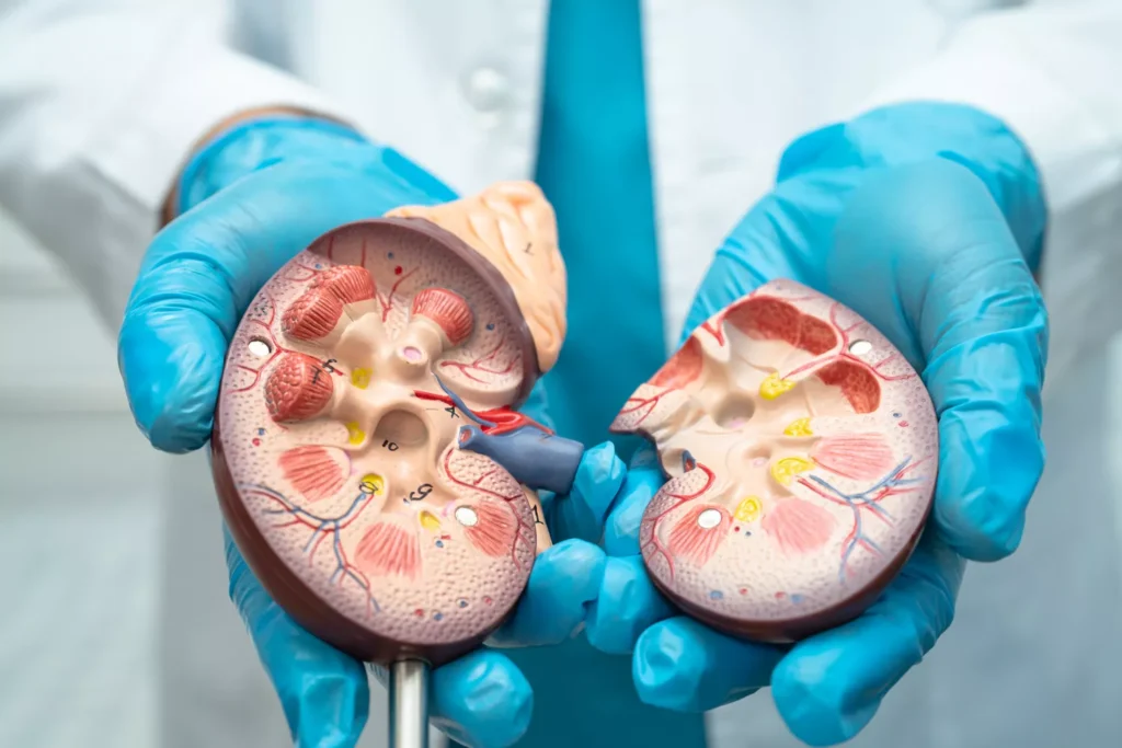 Leczenie torbieli nerki Gdańsk - Alfa Clinic Centrum Medyczne (Urologia)