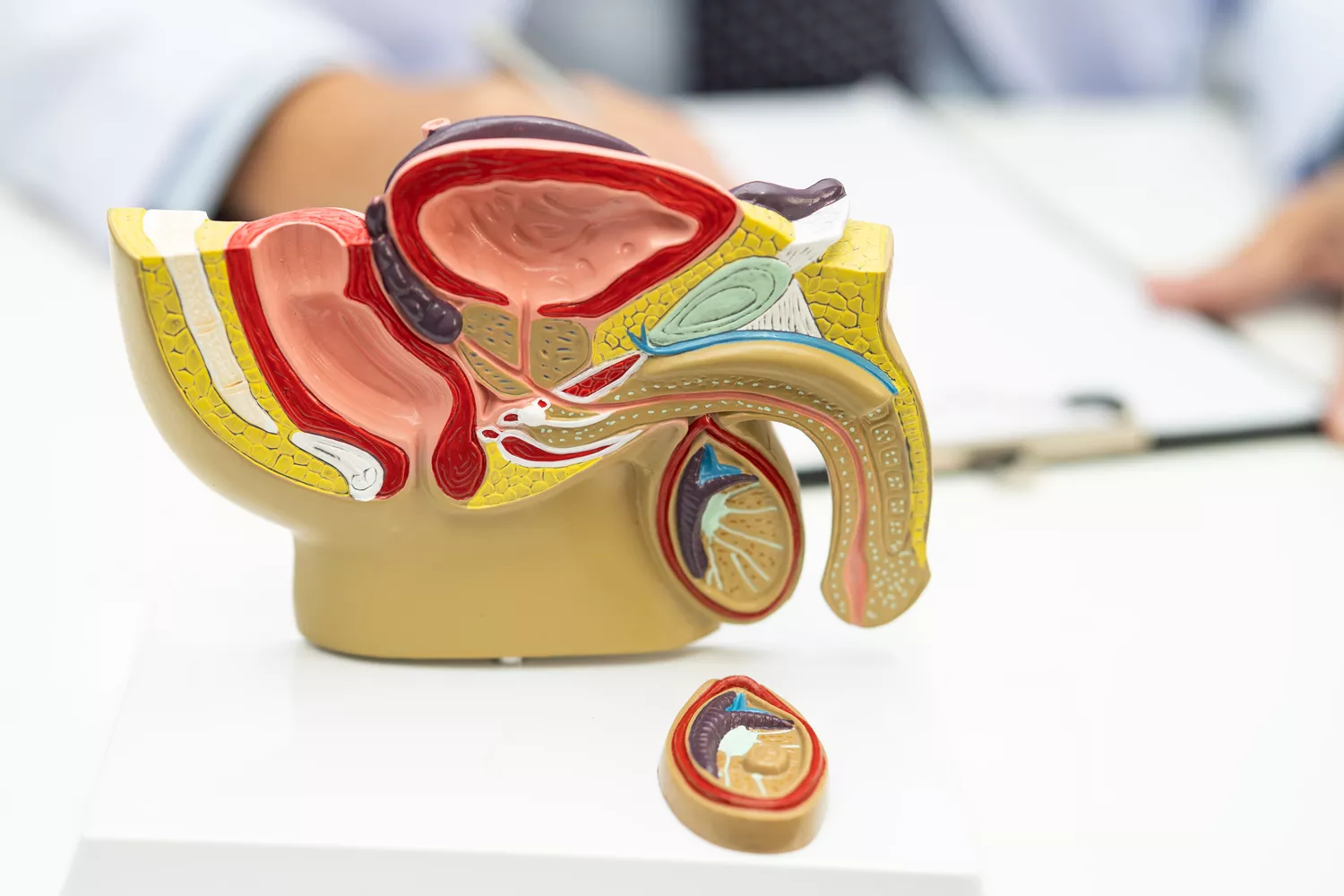 Leczenie zapalenia pęcherza moczowego Gdańsk - Alfa Clinic Centrum Medyczne (Urologia)